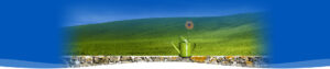 Image of orange flower on stone wall - TDI News & Events